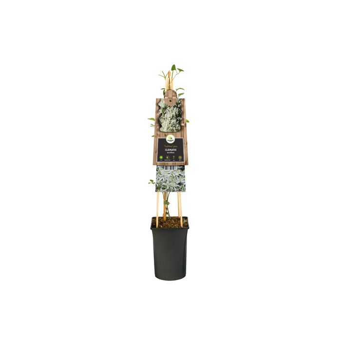 Bosrank (Clematis terniflora) H 75 main product photo
