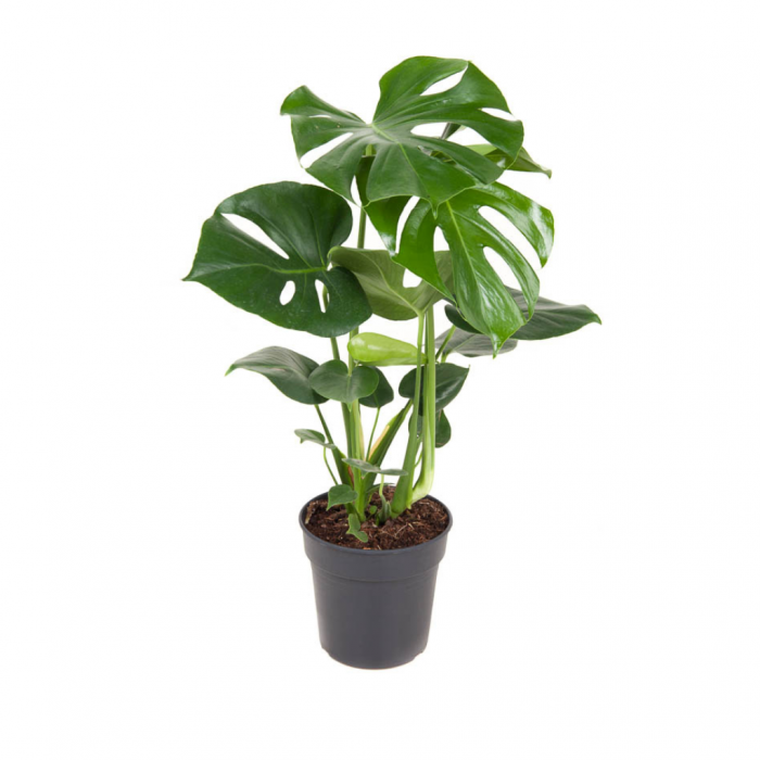Gatenplant (Monstera Deliciousa) 80 cm main product photo