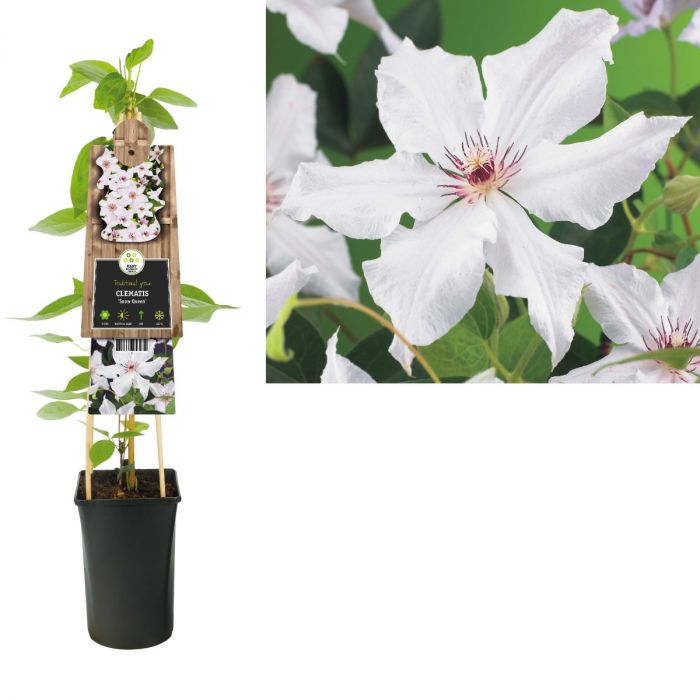 Bosrank (Clematis 'Snow Queen') H 75 main product photo