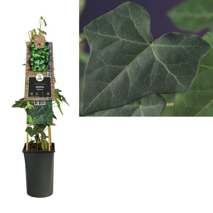 Klimop (Hedera hibernica) H 75 main product photo