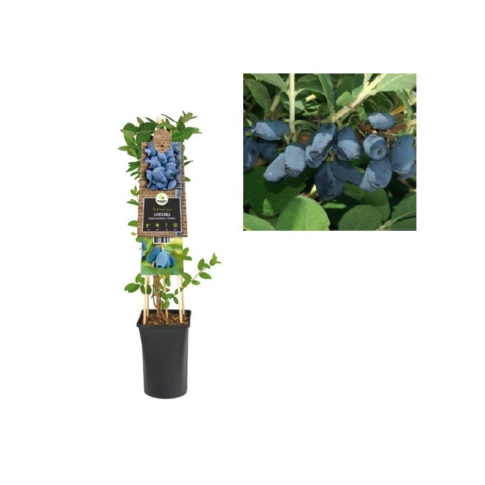 Kamperfoelie (Lonicera kamtschatica 'Fialka') H 75 main product photo