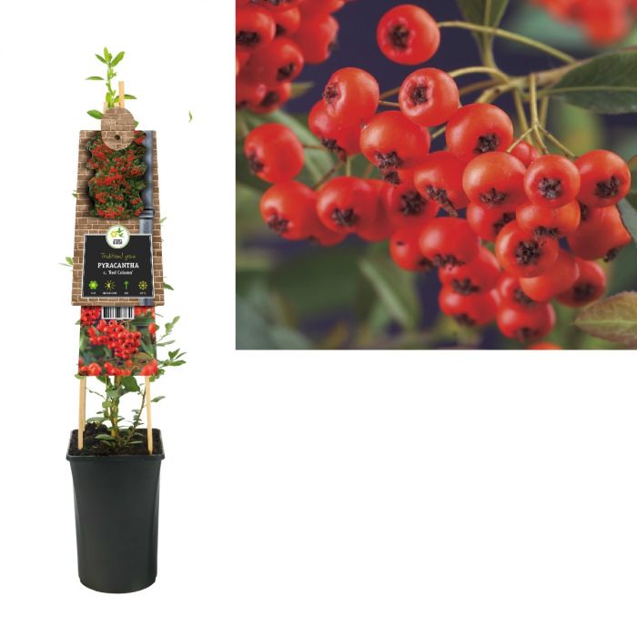 Vuurdoorn (Pyracantha c. 'Red Column') H 75 main product photo