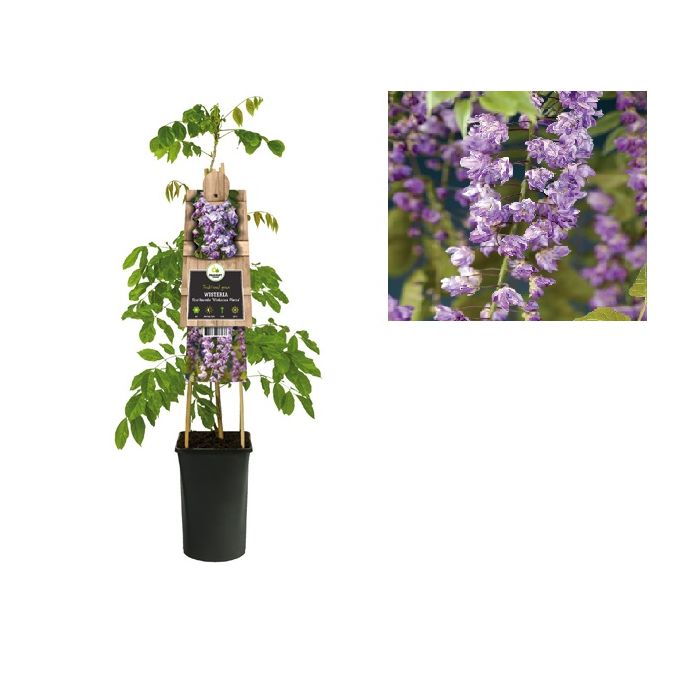 Blauwe regen (Wisteria floribunda 'Violacea Plena') H 75 main product photo