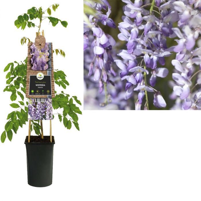 Blauwe regen (Wisteria sinensis) H 75 main product photo