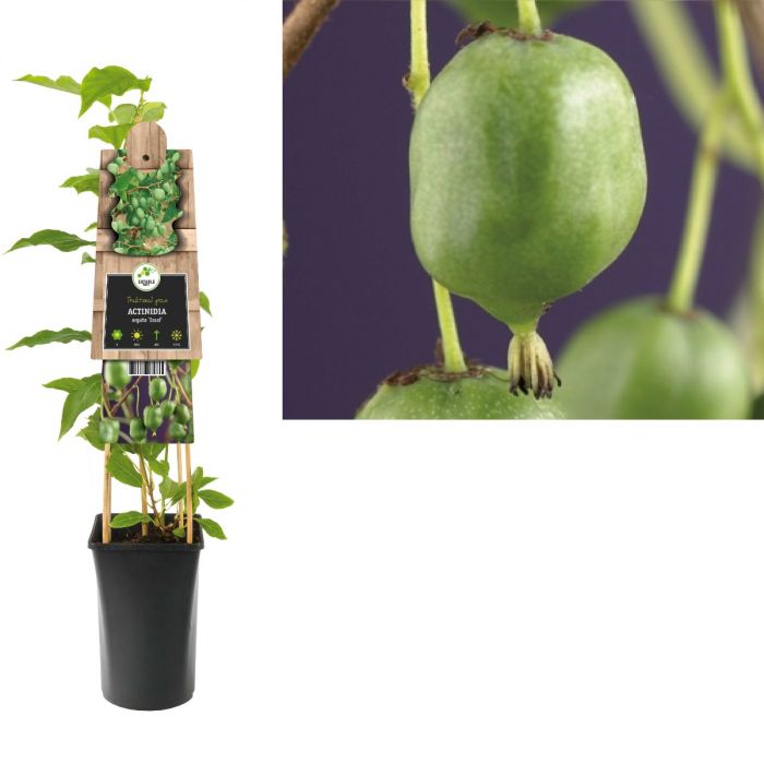 Kiwi (Actinidia arguta 'Issai') H 75 main product photo