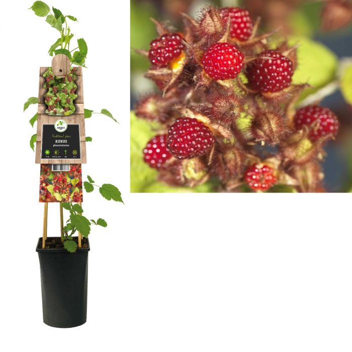 Japanse wijnbes (Rubus phoenicolasius) H 75 main product photo