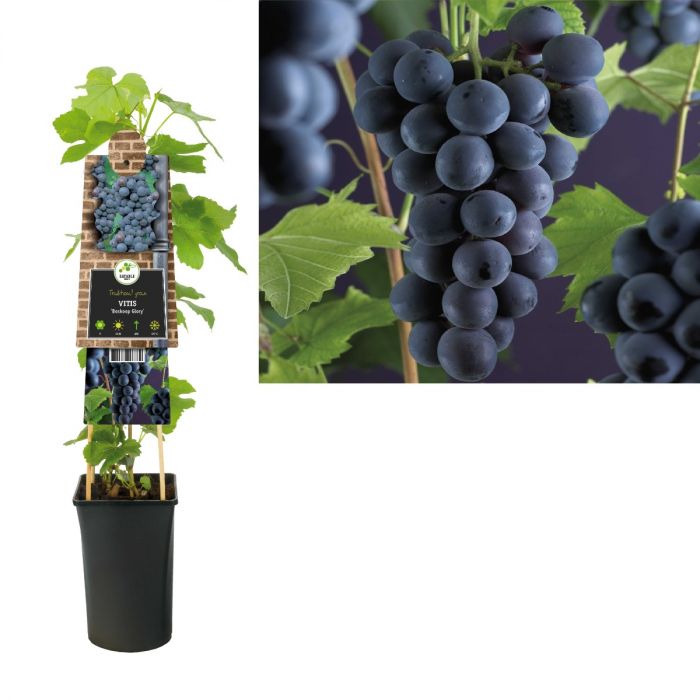 Blauwe druif (Vitis 'Boskoop Glory') H 75 main product photo