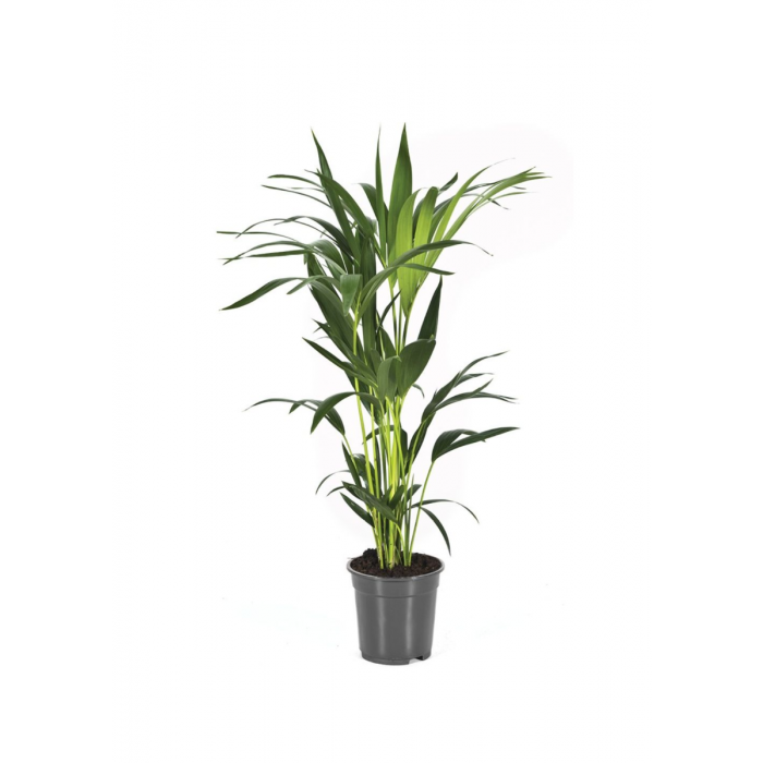 Kentia palm (Howea Forsteriana) 80 cm main product photo