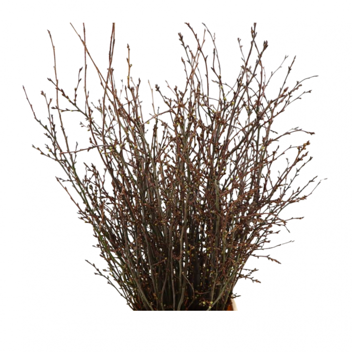 Kersenbloesem (Prunus speciosa) 80 cm main product photo