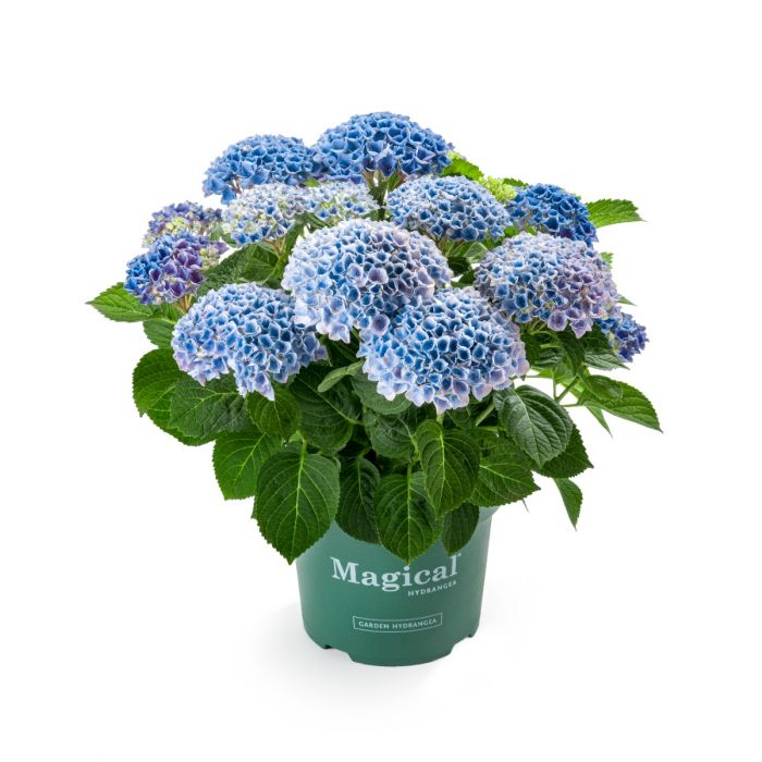 Hortensia (Hydrangea macrophylla Magical Revolution)