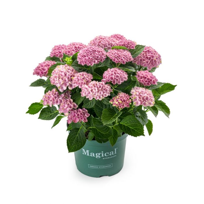 Hortensia (Hydrangea macrophylla Magical Revolution) main product photo