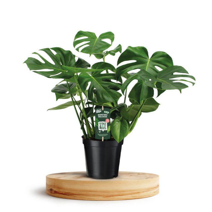 Gatenplant (Monstera Deliciousa) 80 cm