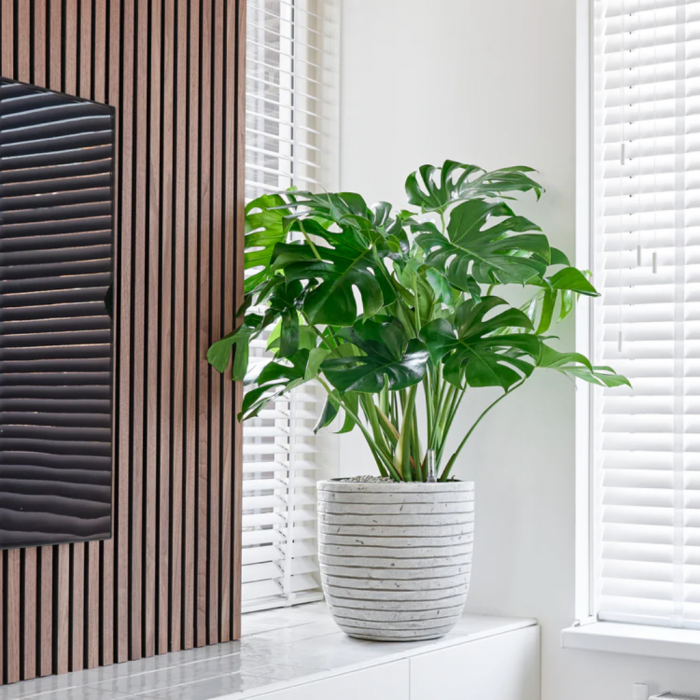 Gatenplant (Monstera Deliciosa) 100