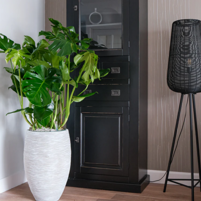 Gatenplant (Monstera Deliciosa) 100