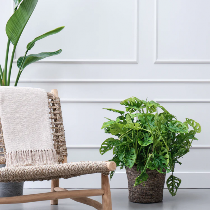 Rimpelgatenplant (Monstera Obliqua) 60