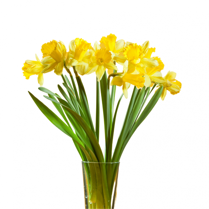 Narcissen (Narcissus) Geel 34 cm main product photo