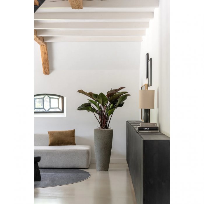 Philodendron Red Beauty 90