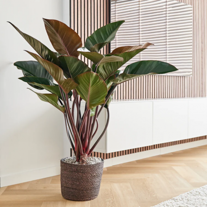 Philodendron Red Beauty 90