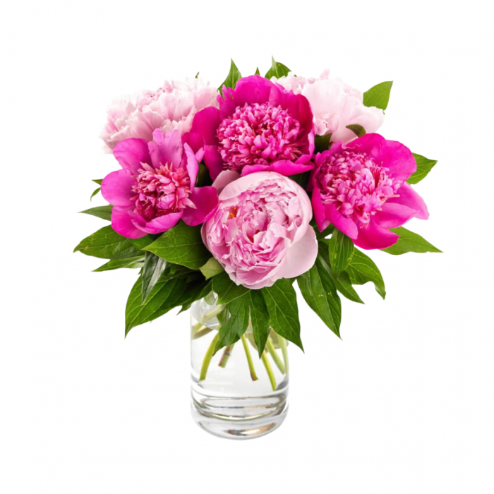 Pioenrozen (Paeonia) 5 stelen 50 cm main product photo