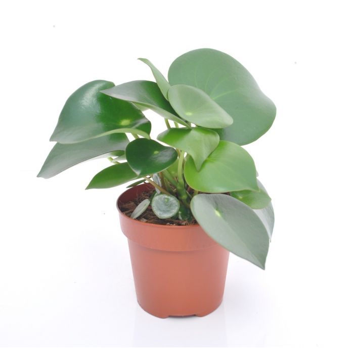 Polybotrya (Peperomia Raindrop) 20 cm main product photo