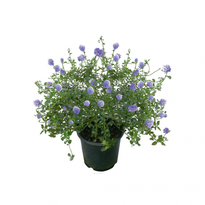 Amerikaanse Sering (Ceanothus Thyrsiflorus Repens) 30 cm