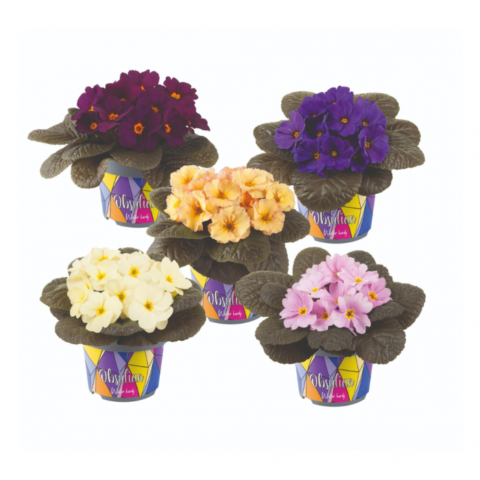 Sleutelbloem (Primula Acaulis) 10.5 cm main product photo