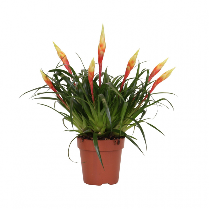 Bromelia (Vriesea Multiflower) 35 cm main product photo