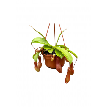 Bekerplant (Alata Monkey Jars Nepenthes) 50 cm