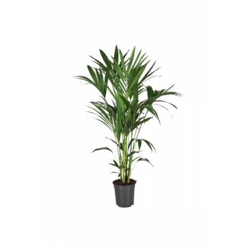 Kentia palm (Howea Forsteriana) 130 cm
