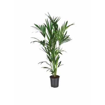 Kentia palm (Howea Forsteriana) 140 cm