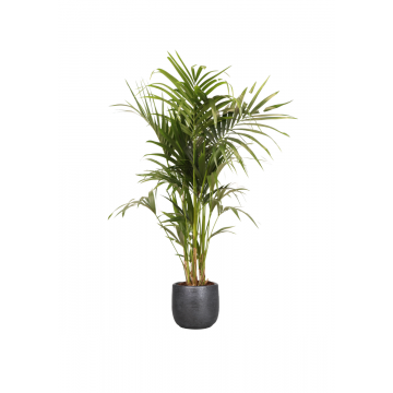 Kentia palm (Howea Forsteriana) 180 cm