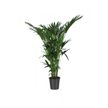Kentia palm (Howea Forsteriana) 170 cm