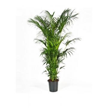 Kentia palm (Howea Forsteriana XXL) 300 cm