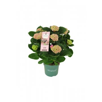 Hortensia Roze (Hydrangea Macrophylla Magical Revolution) 40 cm