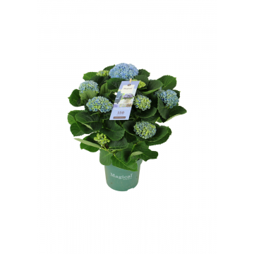 Hortensia Blauw (Hydrangea Macrophylla Magical Revolution) 40 cm