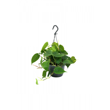 Philodendron Scandens (Philodendron Scandens) 40 cm