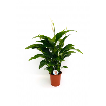 Lepelplant (Spathiphyllum Sweet Lauretta)