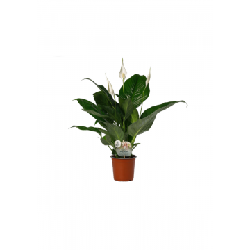 Lepelplant (Spathiphyllum Sweet Silvio)