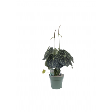 Aderplant (Anthurium Clarinervium)