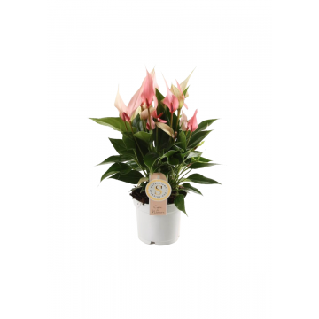Flamingoplant (Anthurium Lilli) 40 cm