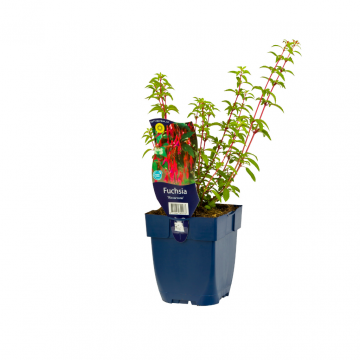 Fuchsia (Fuchsia 'Riccartonii')