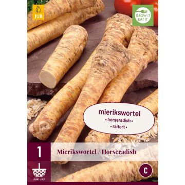 Armoracia Rusticana - Mierikswortel