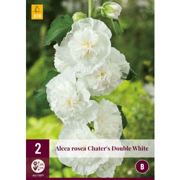 Alcea Rosea Double White