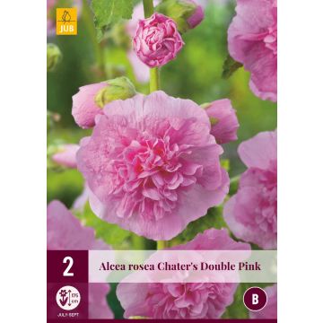 Alcea Rosea Chater'S Double Pink