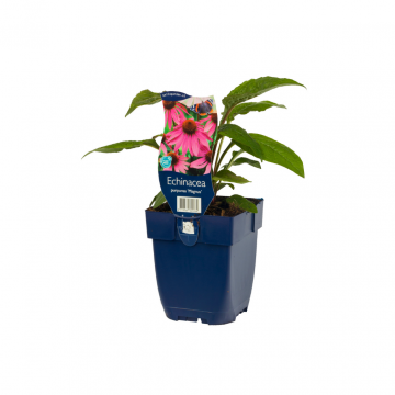 Zonnehoed (Echinacea purp. 'Magnus')