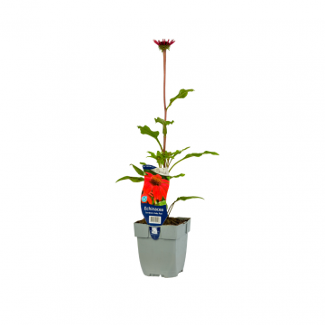 Zonnehoed (Echinacea Sombrero Salsa Red)