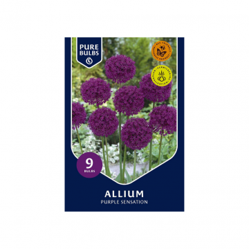 Allium Purple Sensation 