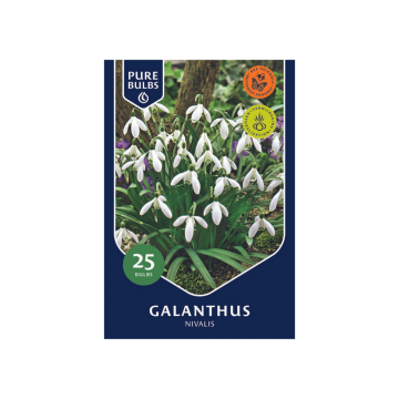 Galanthus Nivalis 
