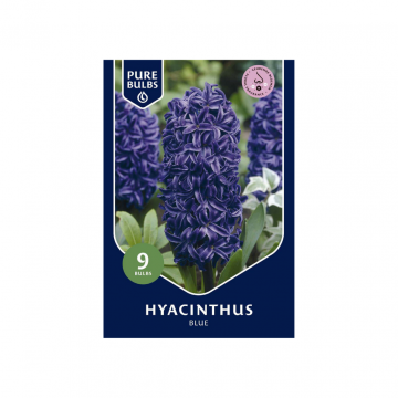 Hyacinthus Blue 