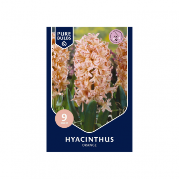 Hyacinthus Orange 